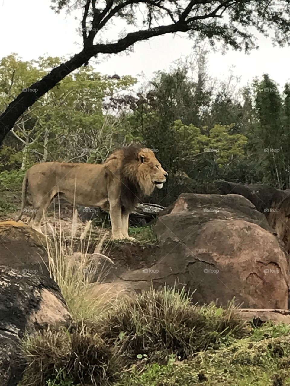 Stately lion overlooking the jungle