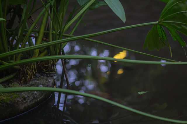 plants and water