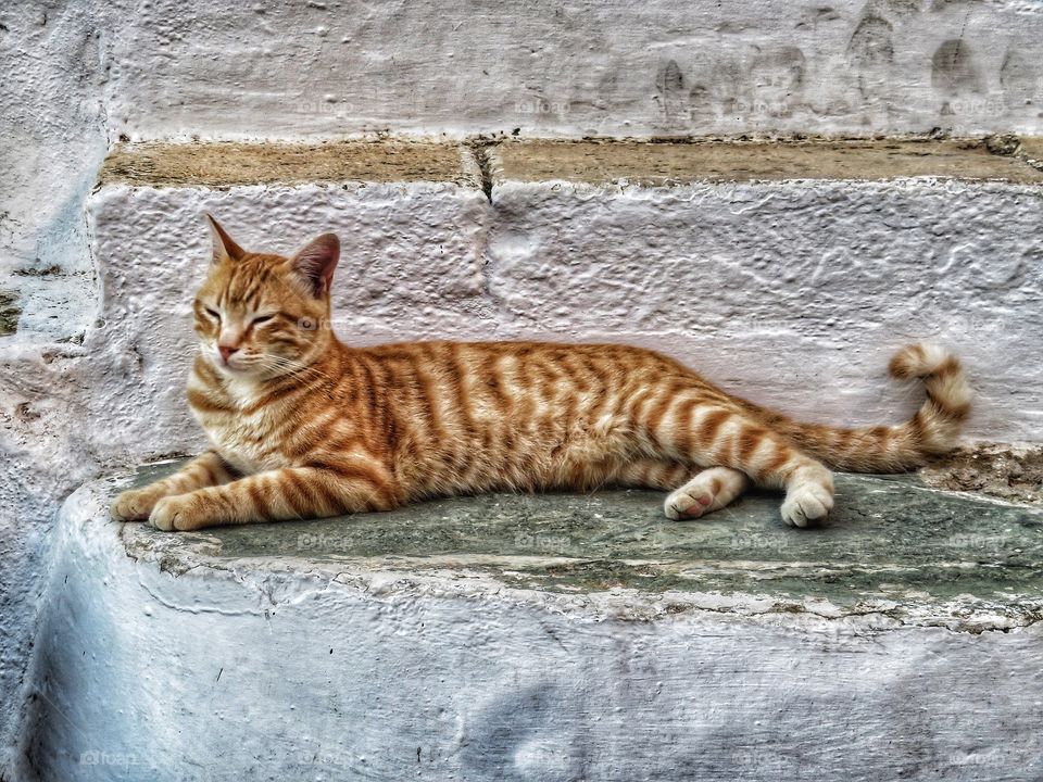 Greek cat Folegandros 