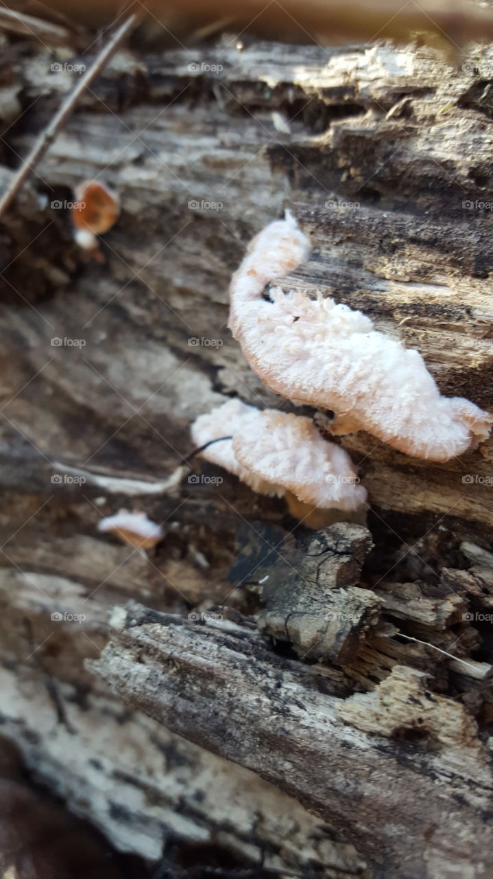 funky fungus