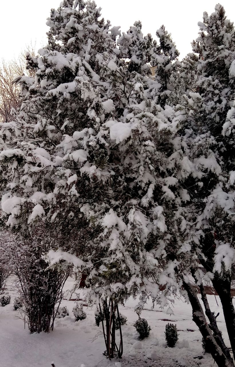 Tree, Winter, Snow, Wood, Frost