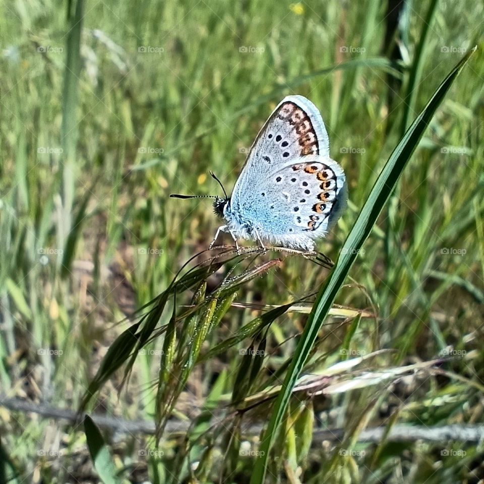 Blue butterfly