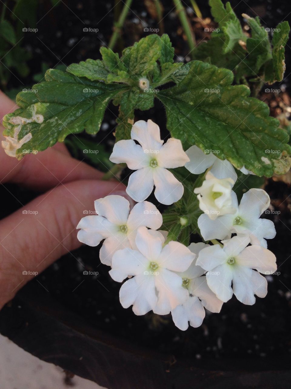 Gardening a white flowering plant in a patio garden.