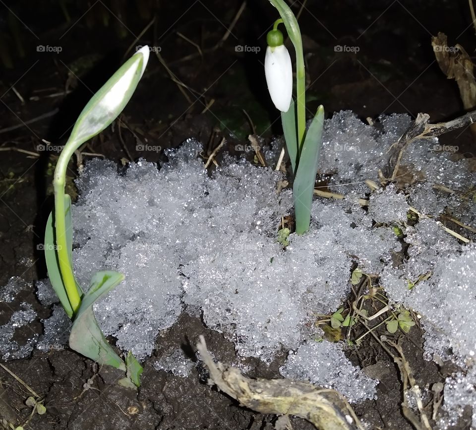snow and snowdrop
