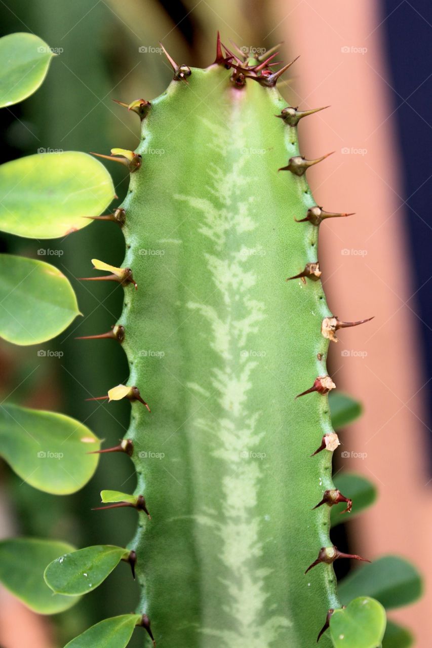 Cactus, Spine, Succulent, Sharp, Aloe