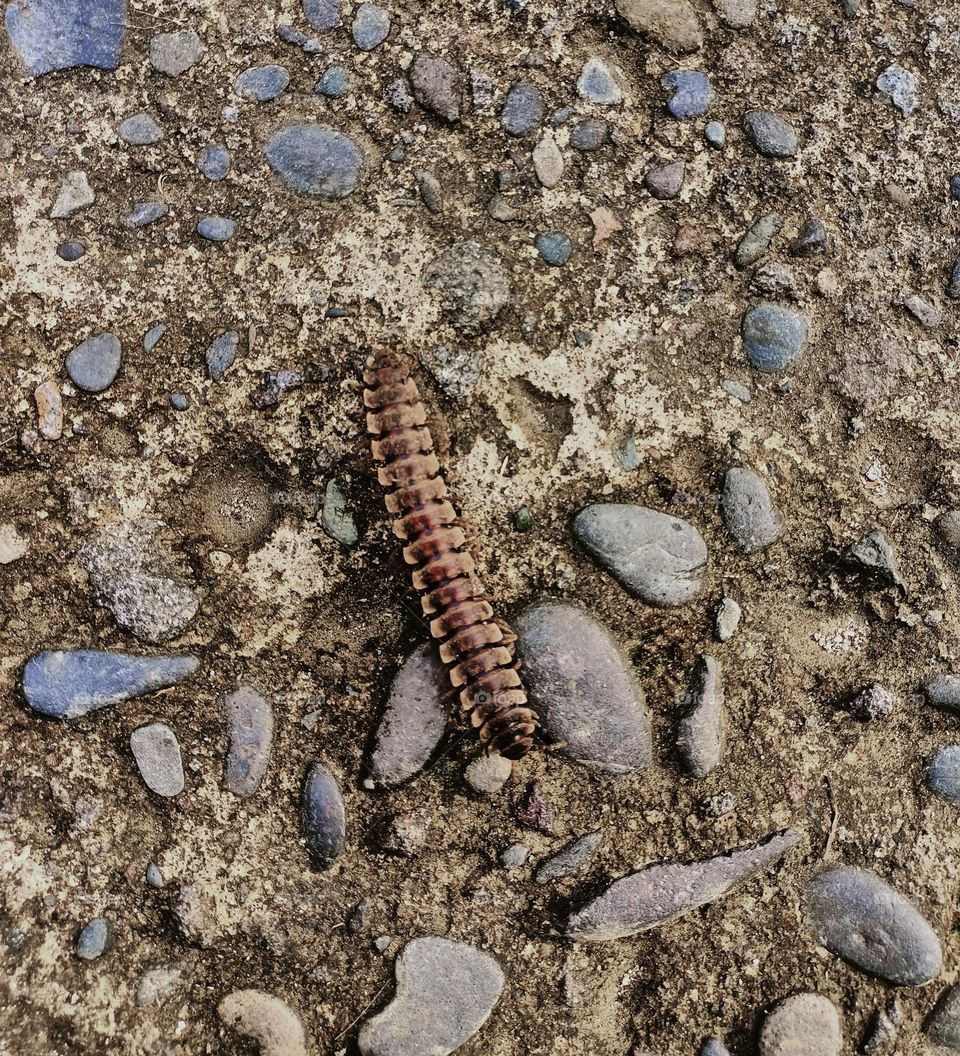 Centipede or millipede walking on the stone in the ground