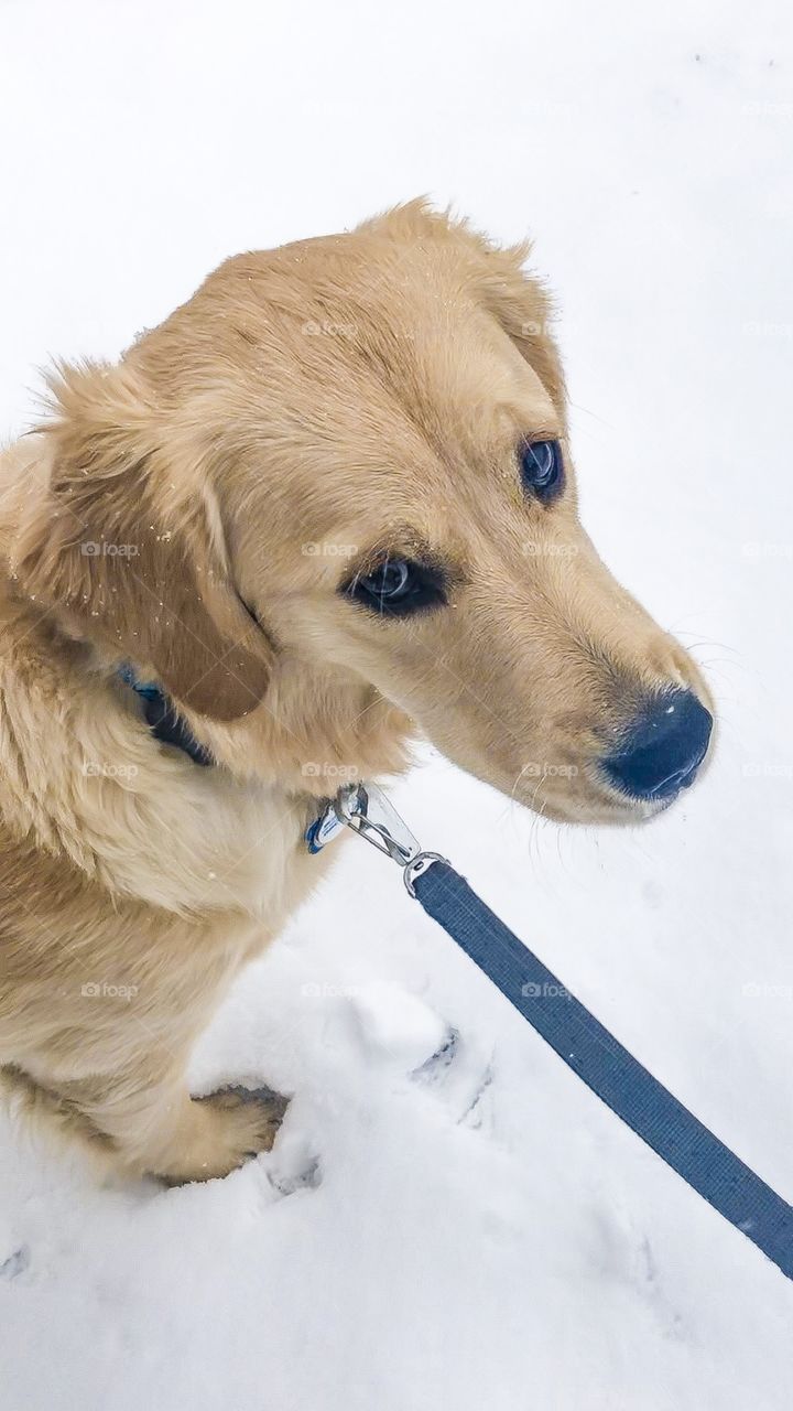 Puppy snow time 