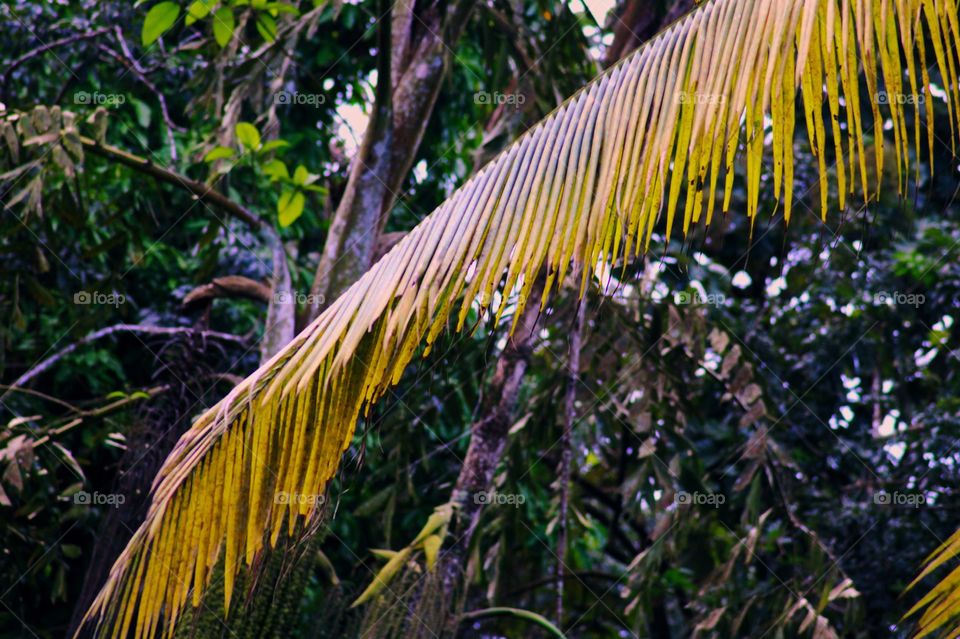 The leaves of the coconut tree