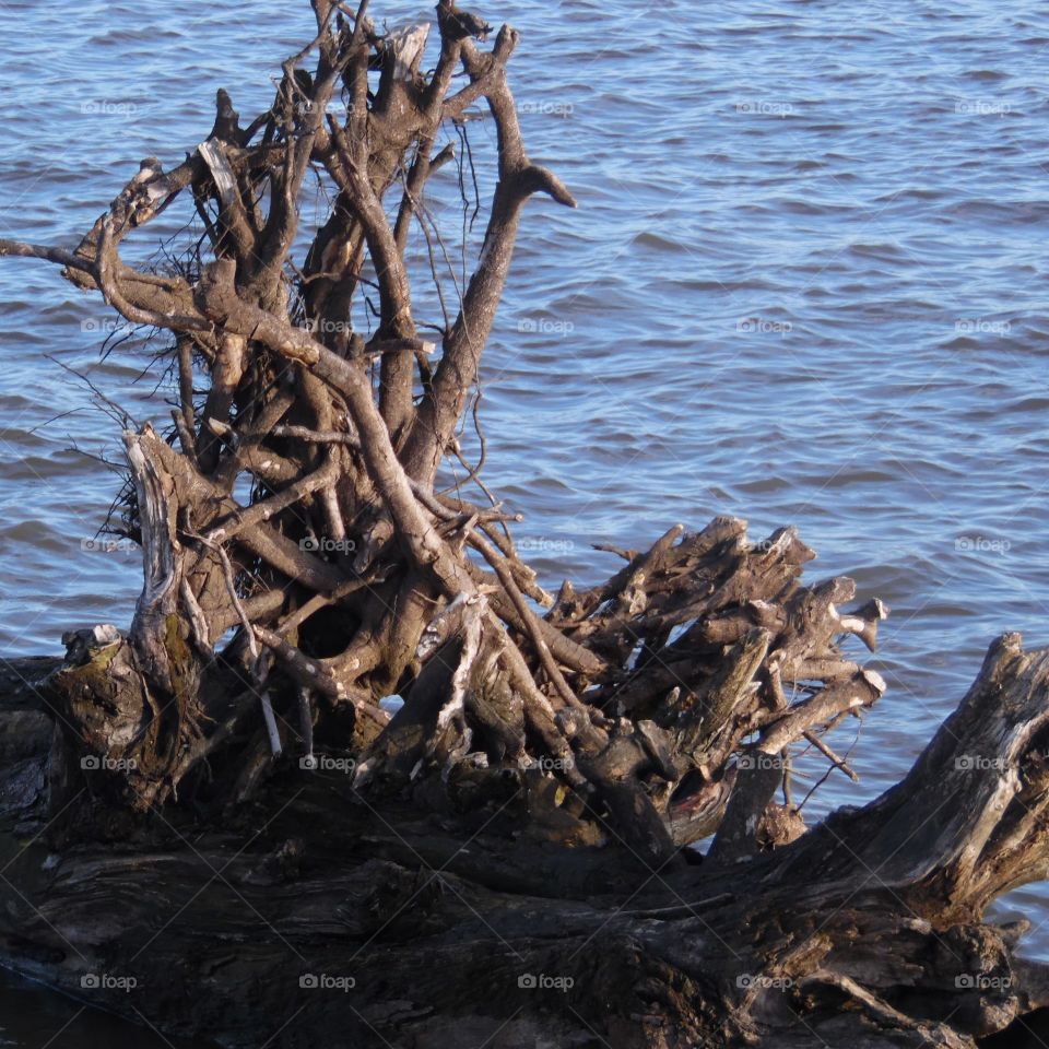 Debris floating in the mississippi river