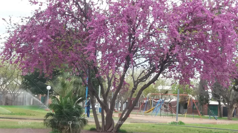 árbol florecido primaveral