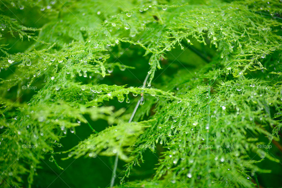 Wet green leaf plant