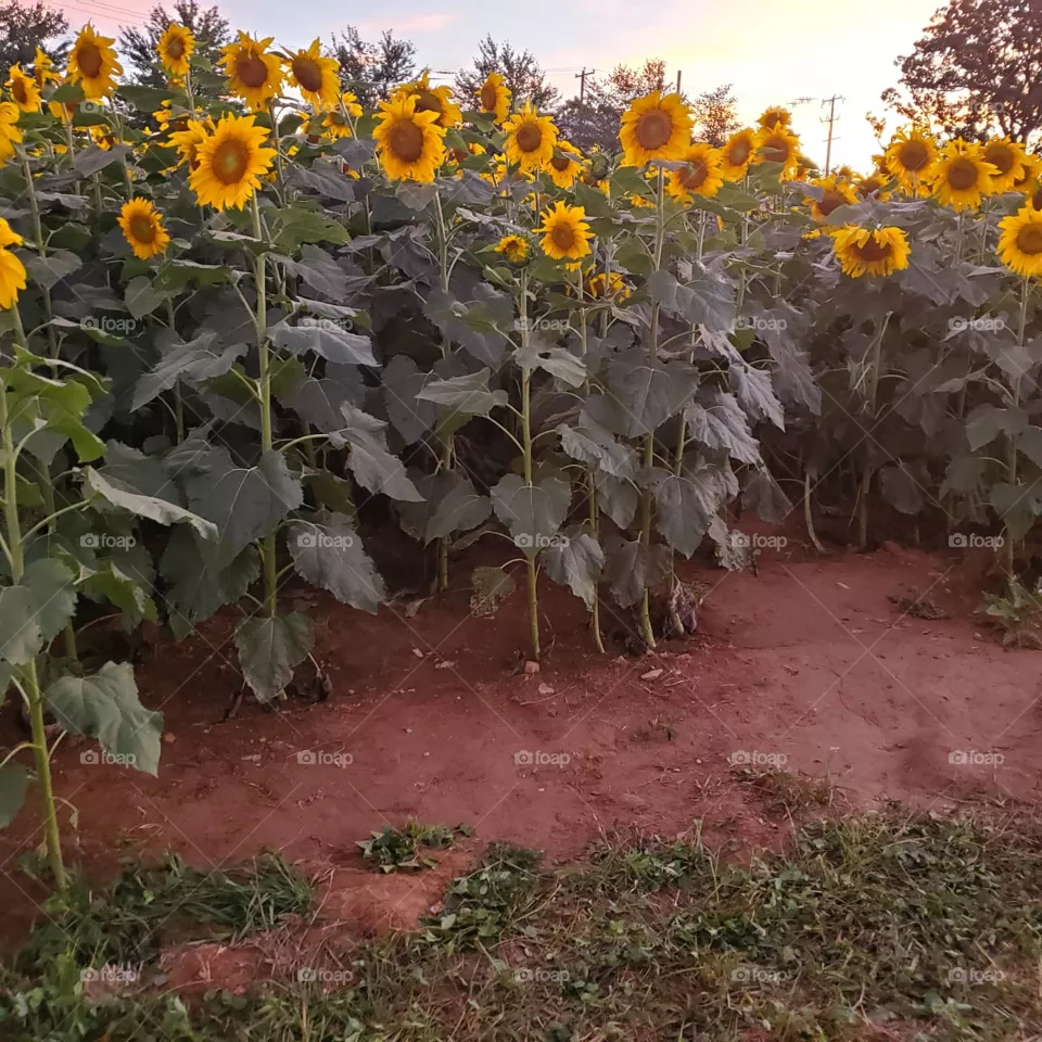 sunflower