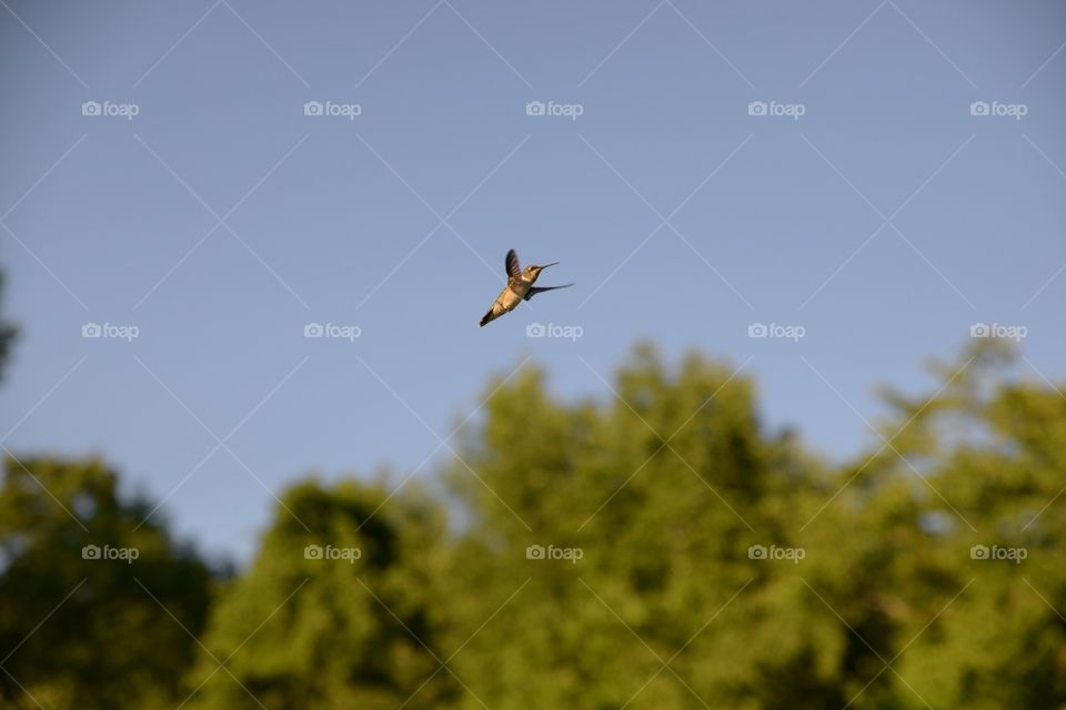 Ruby throated hummingbird