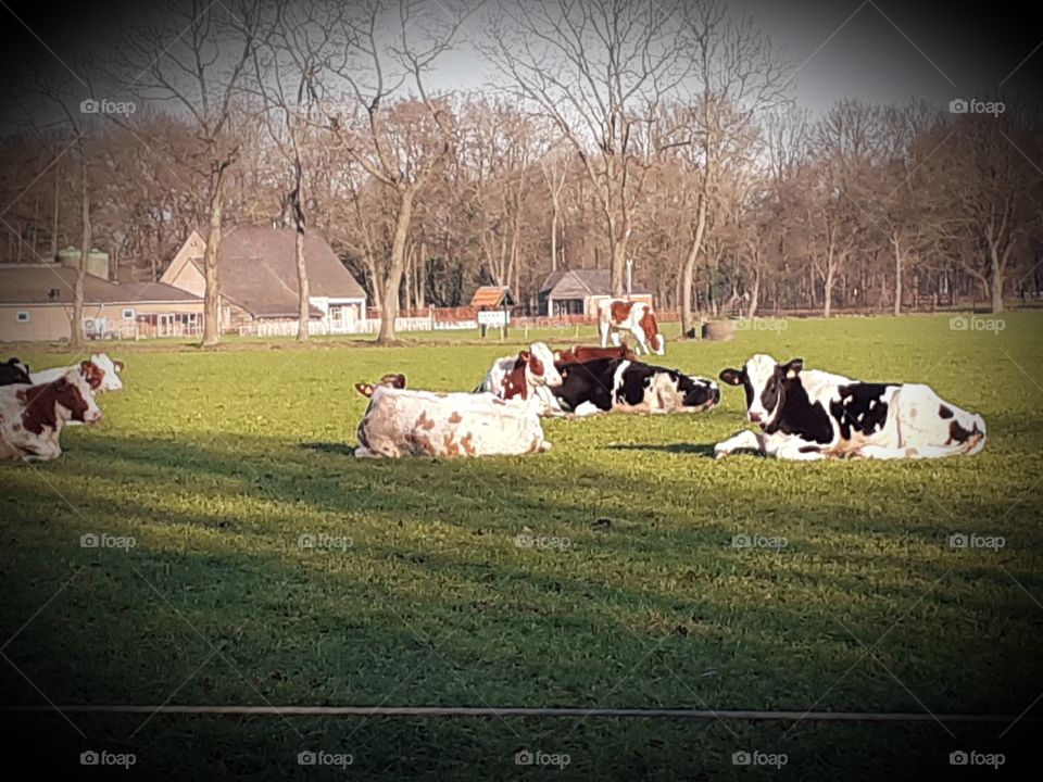 group of cows in the pasture Sunday