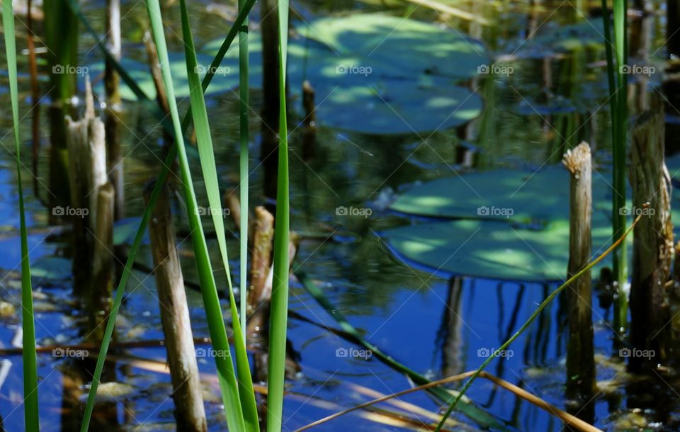 Nature. Lily Pads