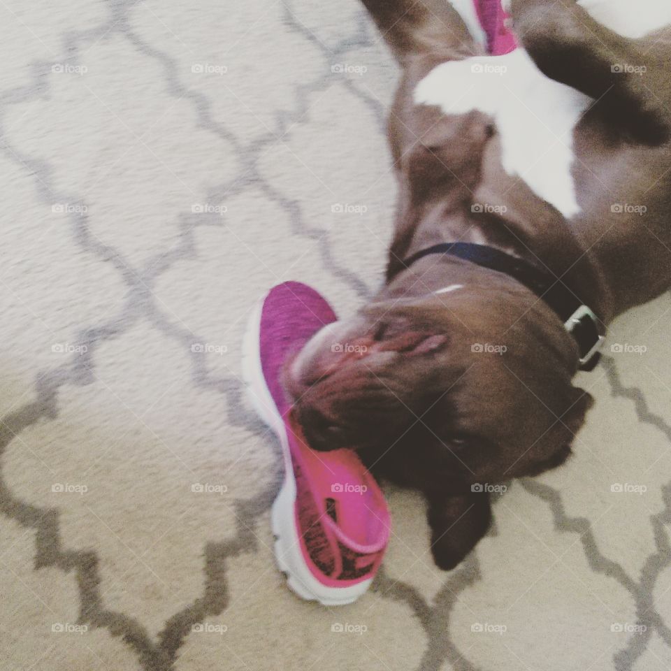 shoe pillow. dog sleeping with his head resting on a shoe