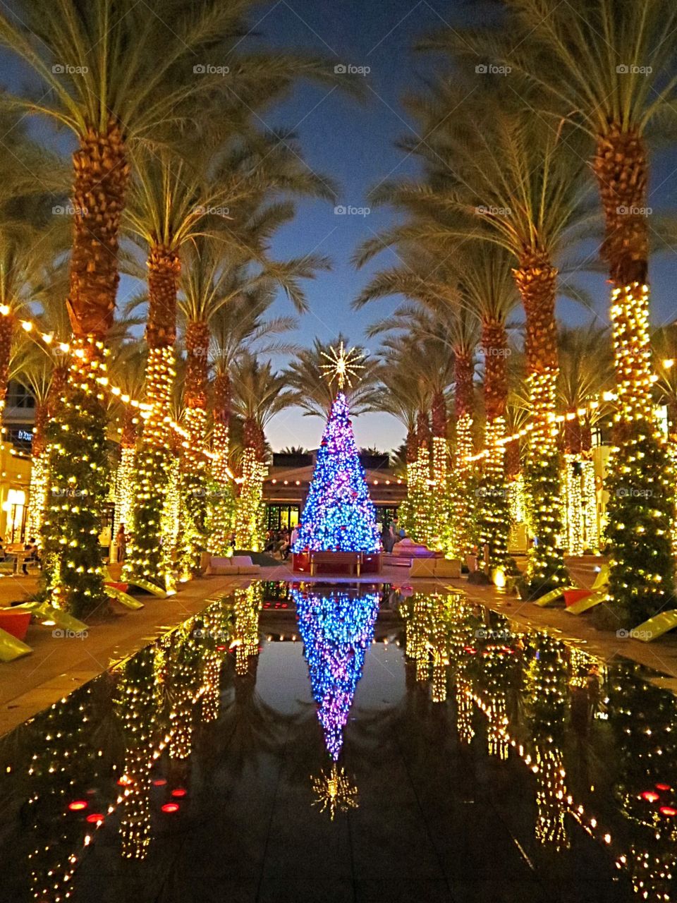 Dazzling holiday lights, Christmas tree, palm trees and water.