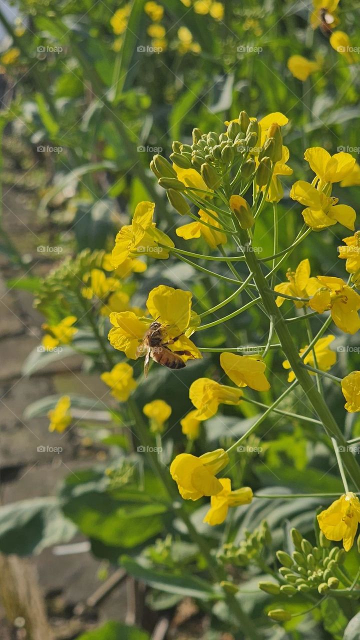 Pollination in the Spring 