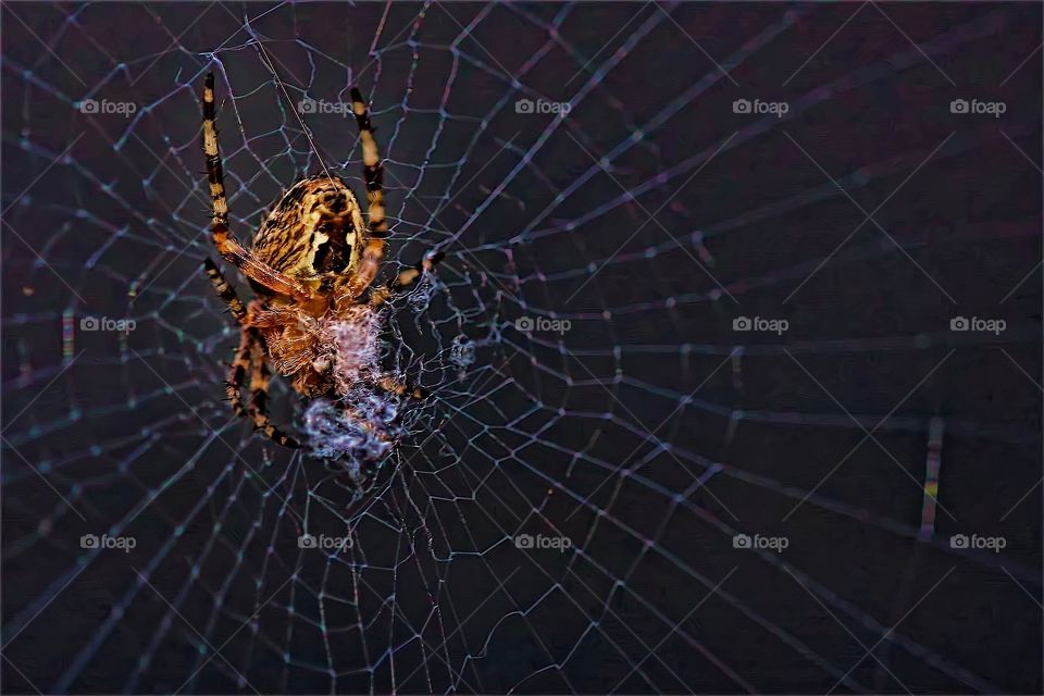 Spider & Web