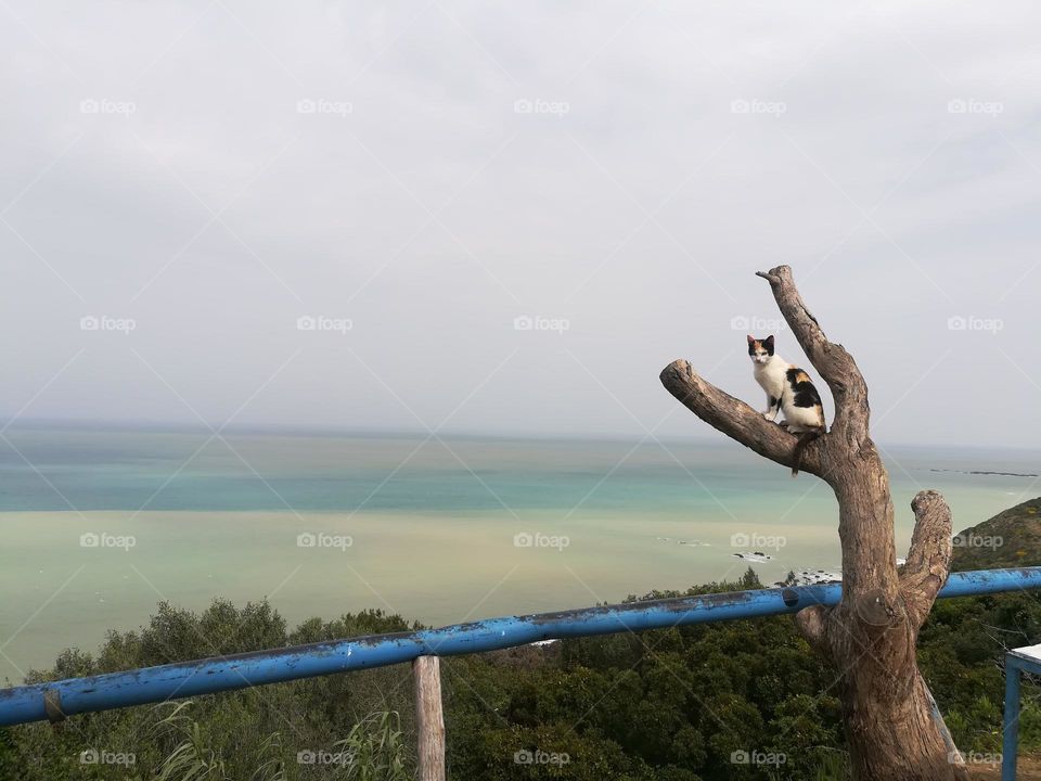 my cat taking the good position for a great photo