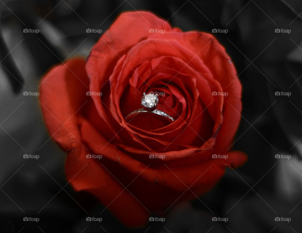 flower red ring rose by mengzishiliu