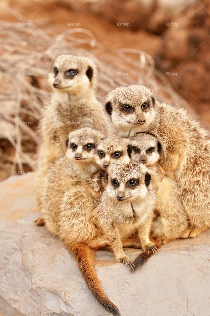 Meerkat family portrait