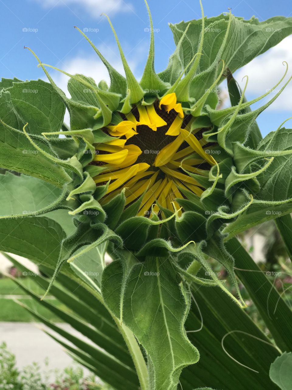 Happy Sunflowers