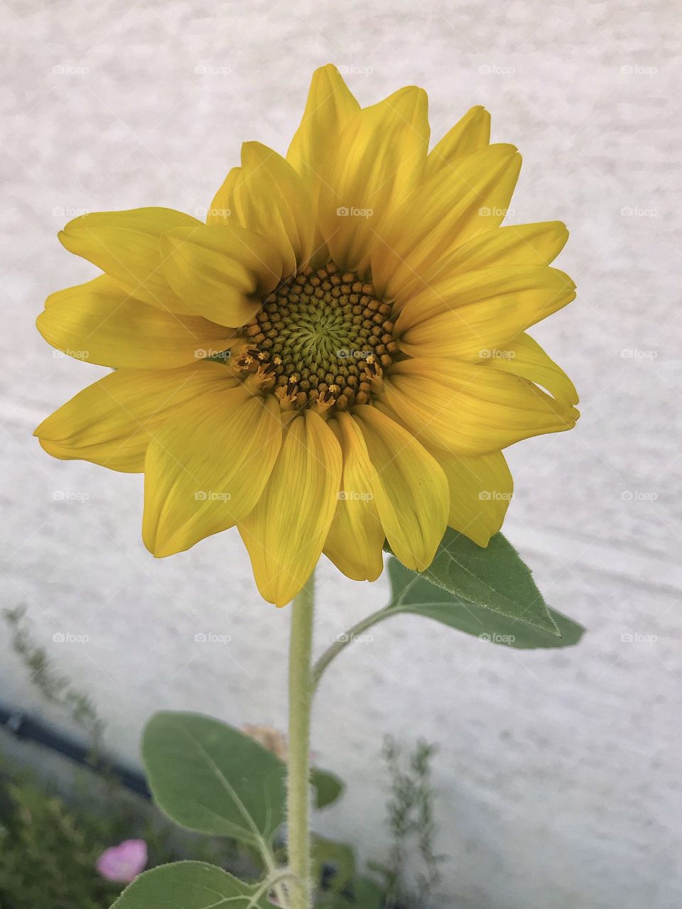Little sunflower 🌻