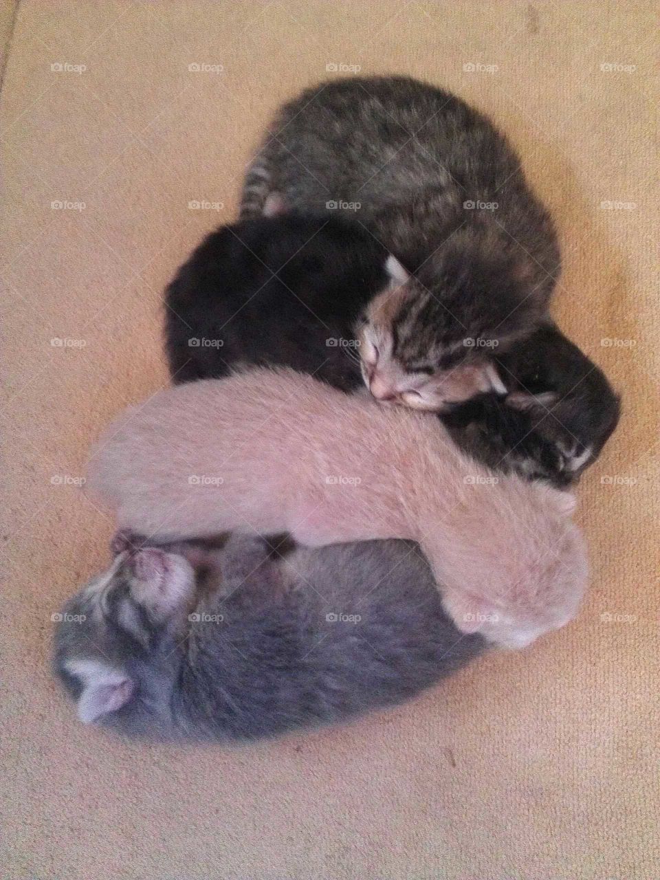 Brand New Kittens in a Heap