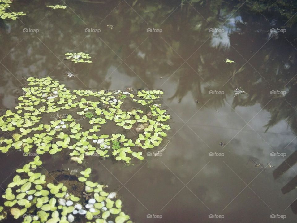 As delicadas plantas para patos.