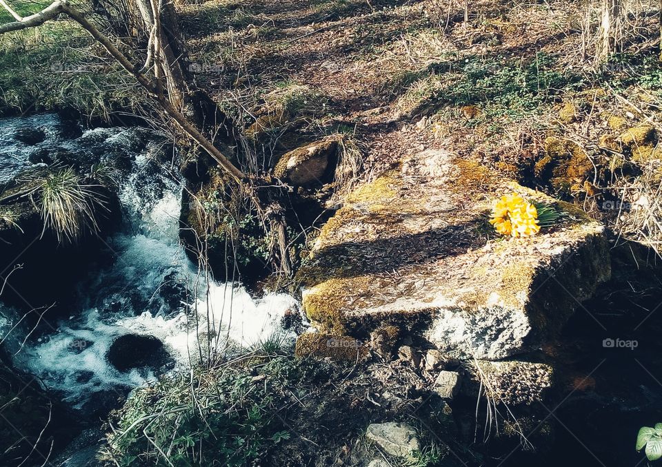 Bouquet de fleurs à la rivière dans la forêt
