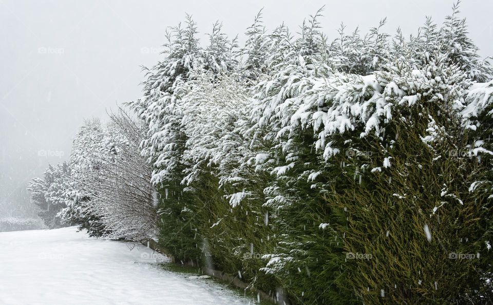Conifer trees in the snow