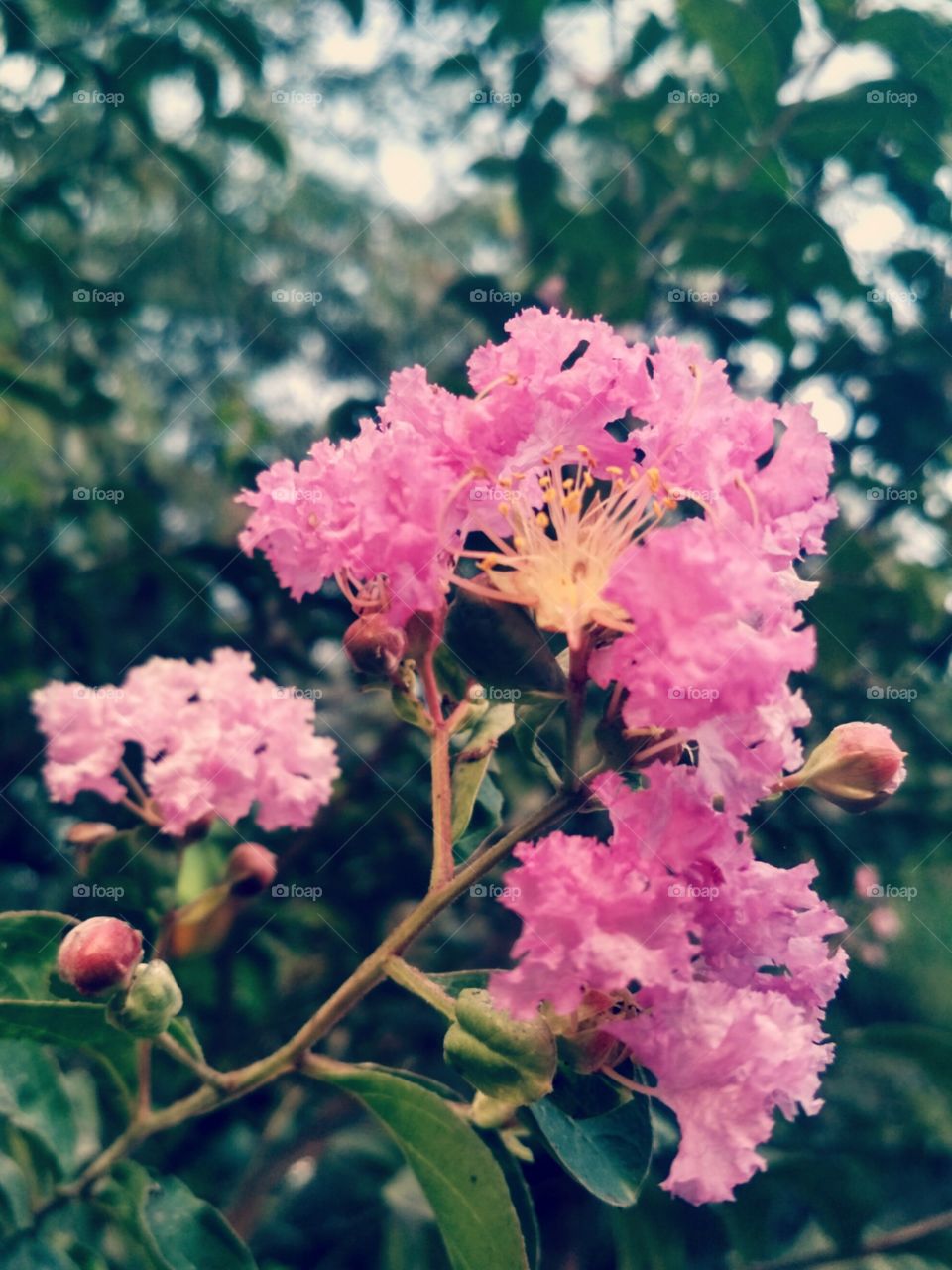 pink flower shrub !!