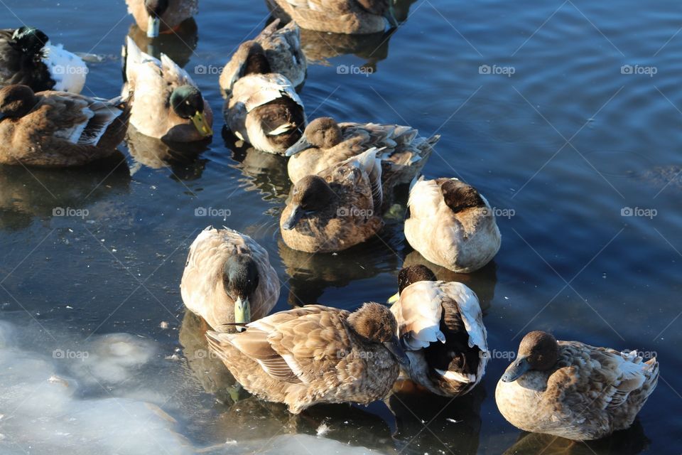 Water, Nature, Duck, Bird, No Person