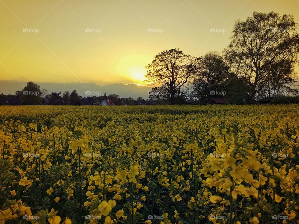Yellow sky yellow field