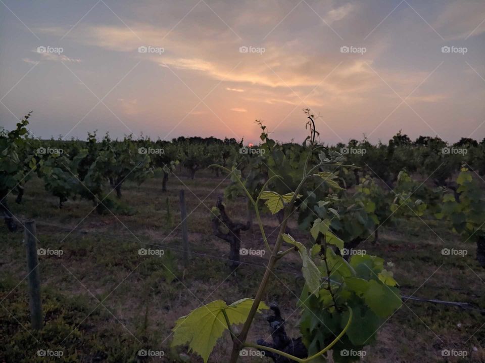 vine under sunset