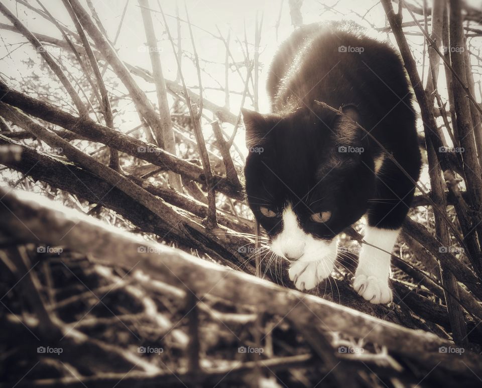 A black and white kitten cat looking down from a tree