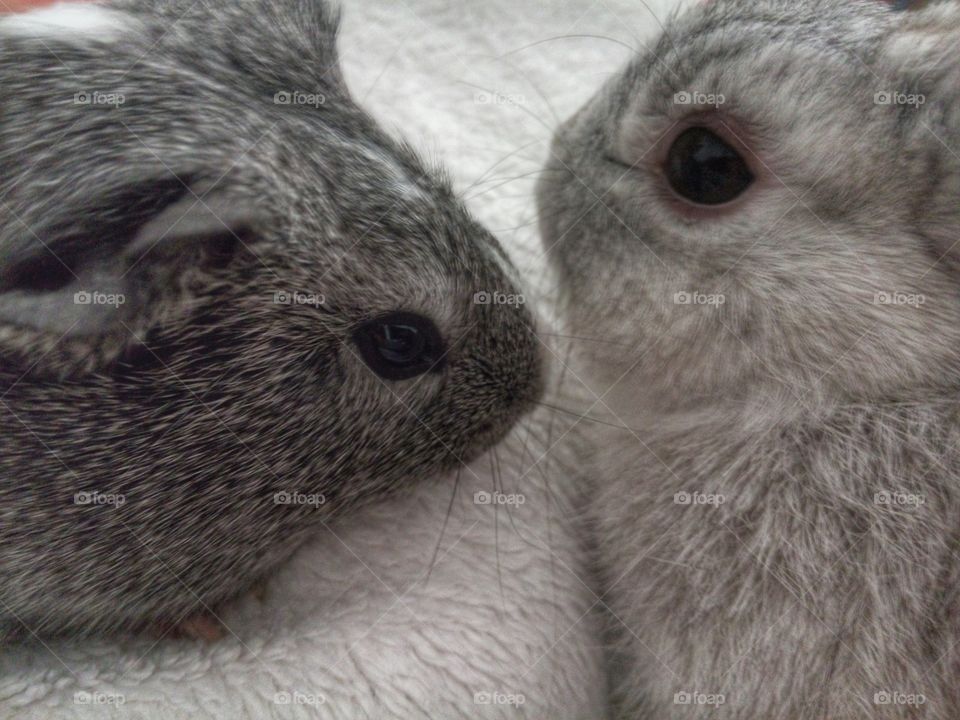 Our guinea pig and our rabbit are best friends