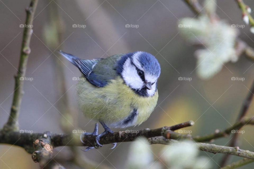 Blue Tit 