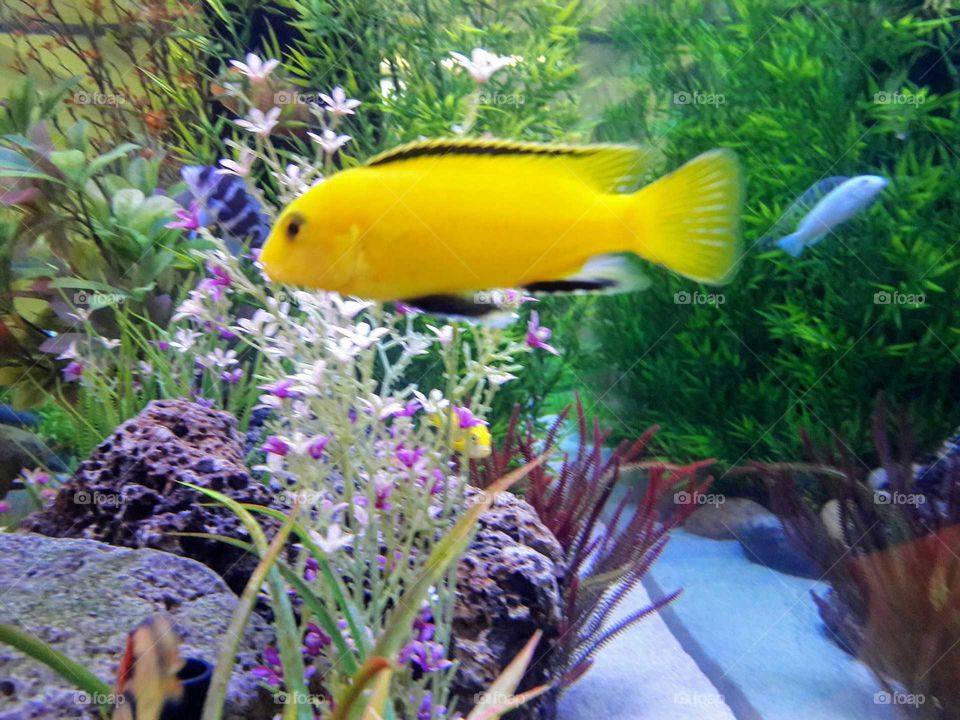 Yellow Fish