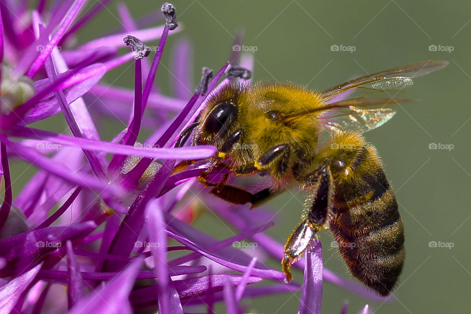 Bee at the purple flower