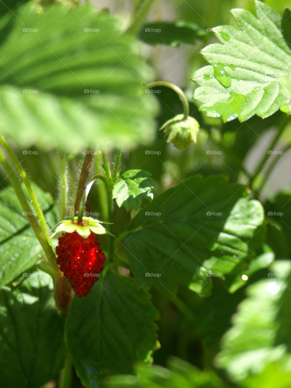 garden red summer sweet by Titania