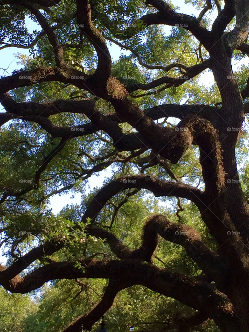 Savannah trees