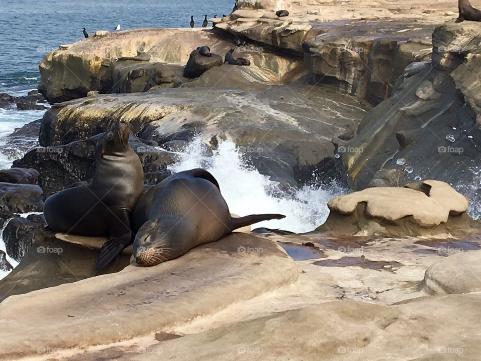 Two seals found their way up a rock on a beach in California.