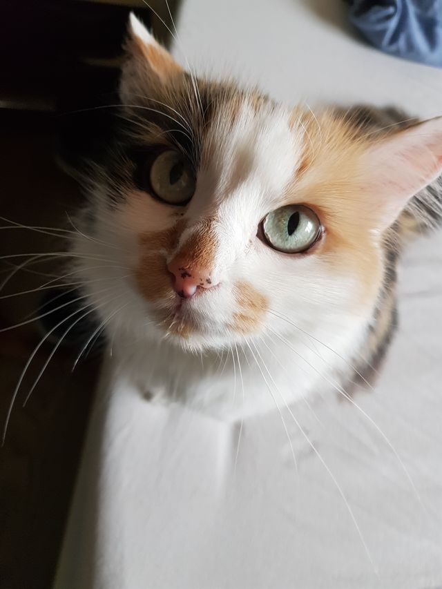 miau miau🐱🐾