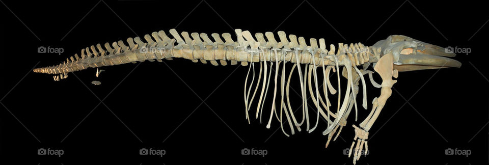 Skeleton of Fin Whale