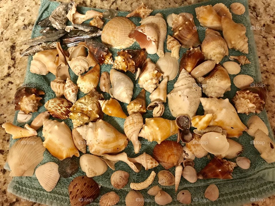 Treasure Island Seashells after Hurricane Irma 2017