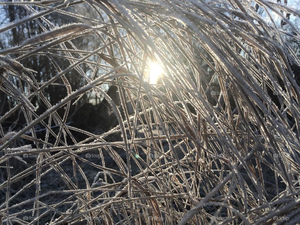 Frozen grass