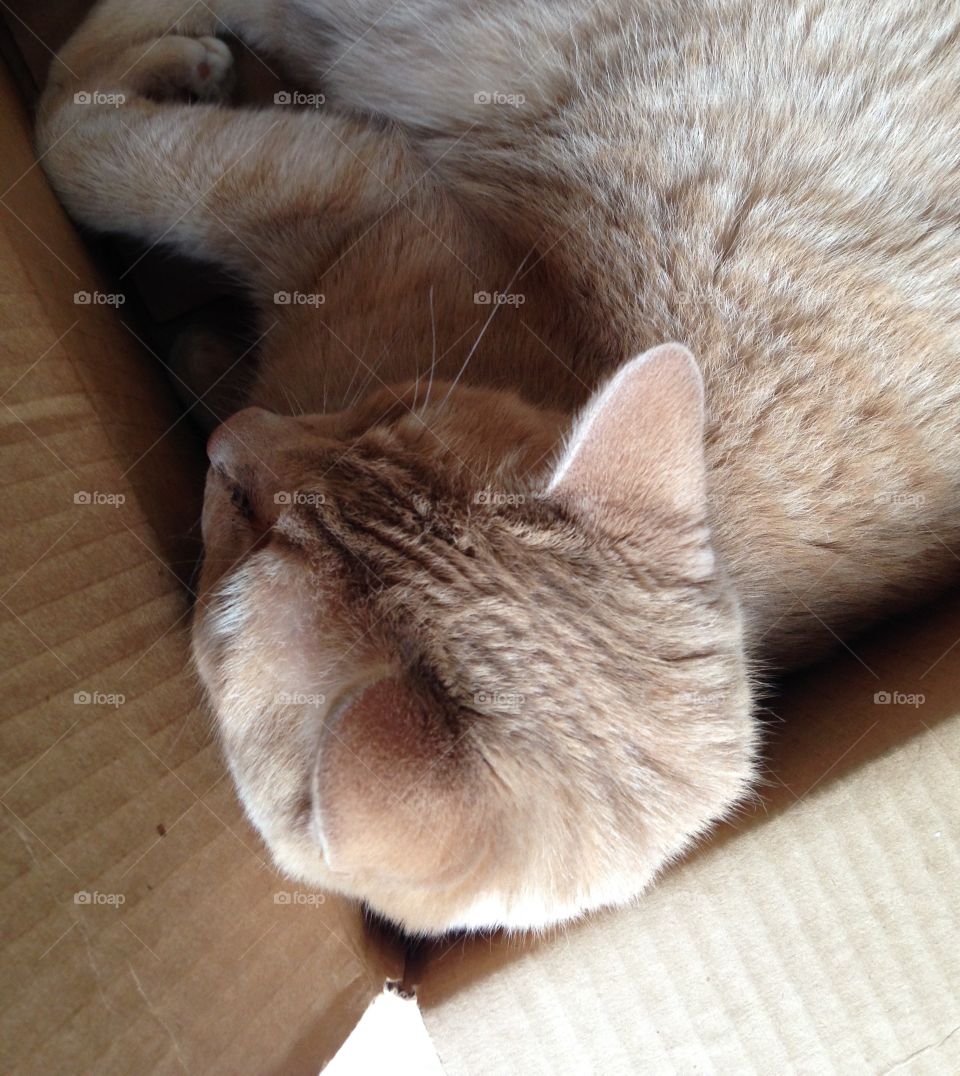 Sleepy kitty in a box