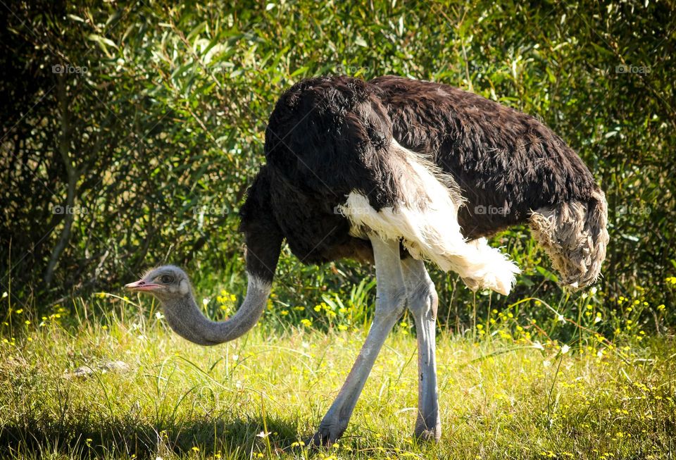 Male ostrich